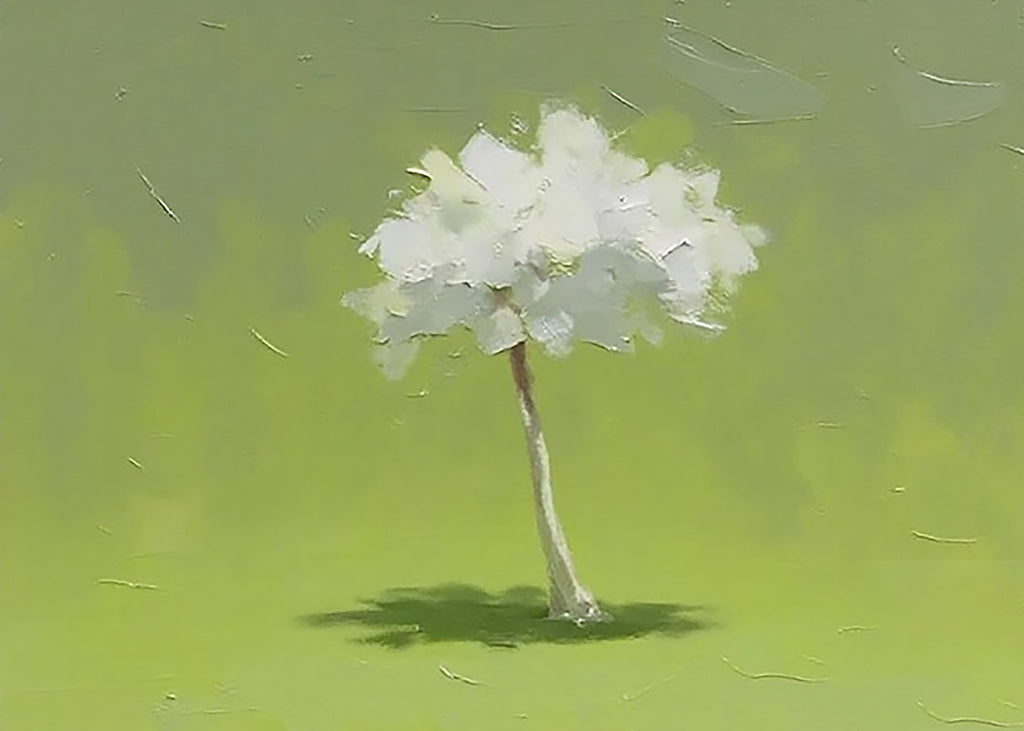 A small white-crowned tree casting a shadow on lime green