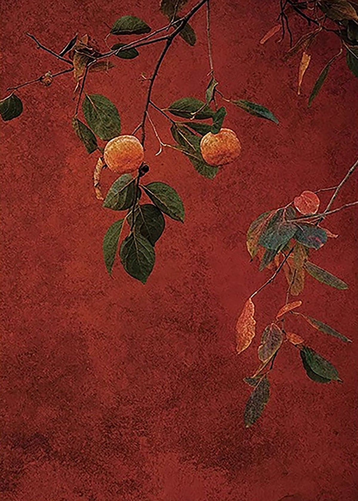 A few persimmons on a leafy branch against deep crimson