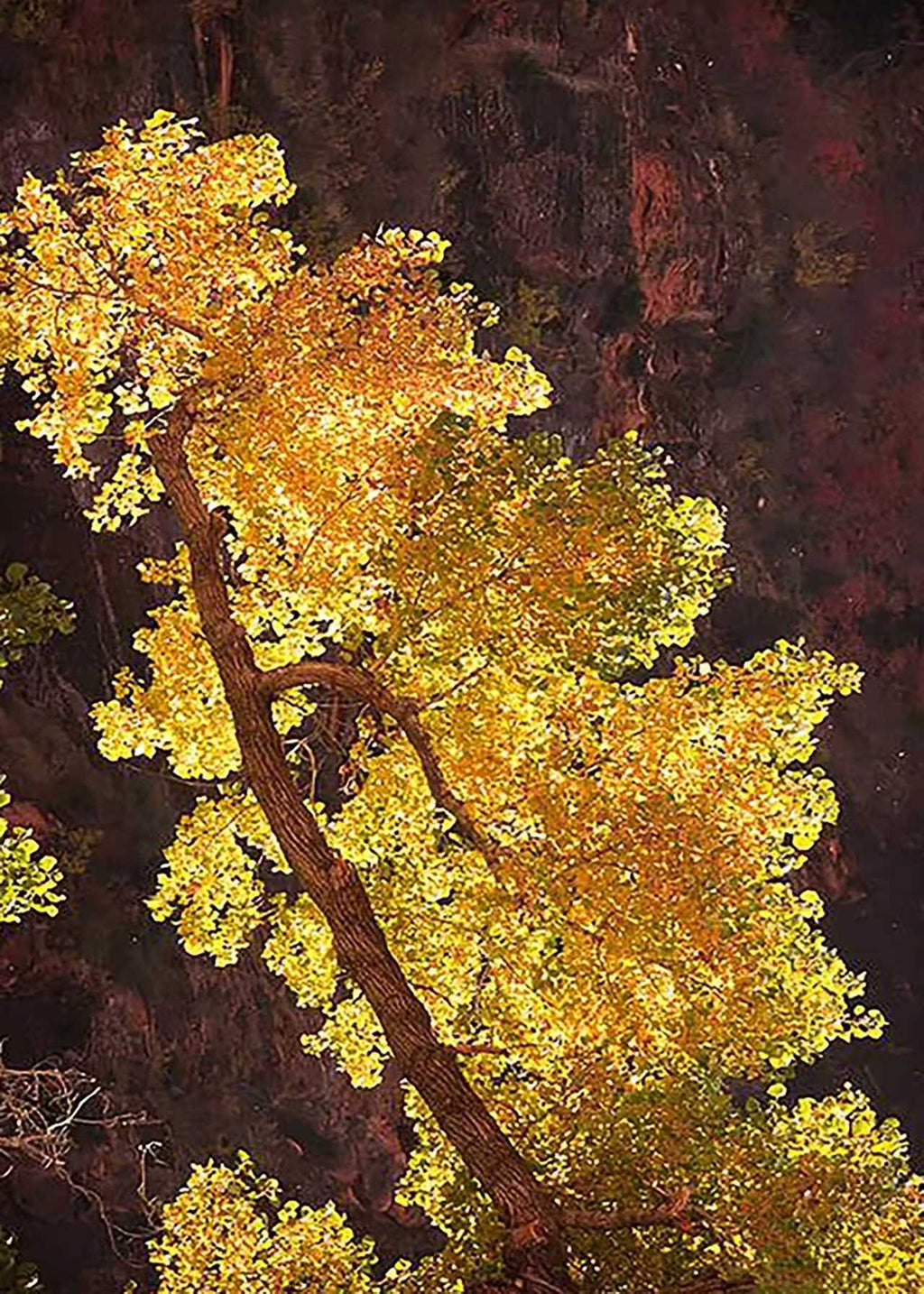 A tree of glowing gold leaves against deep maroon
