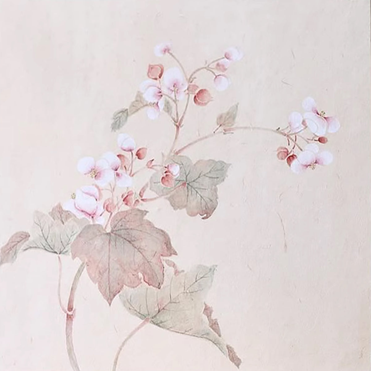 Delicate pink begonia flowers and pale leaves on cream