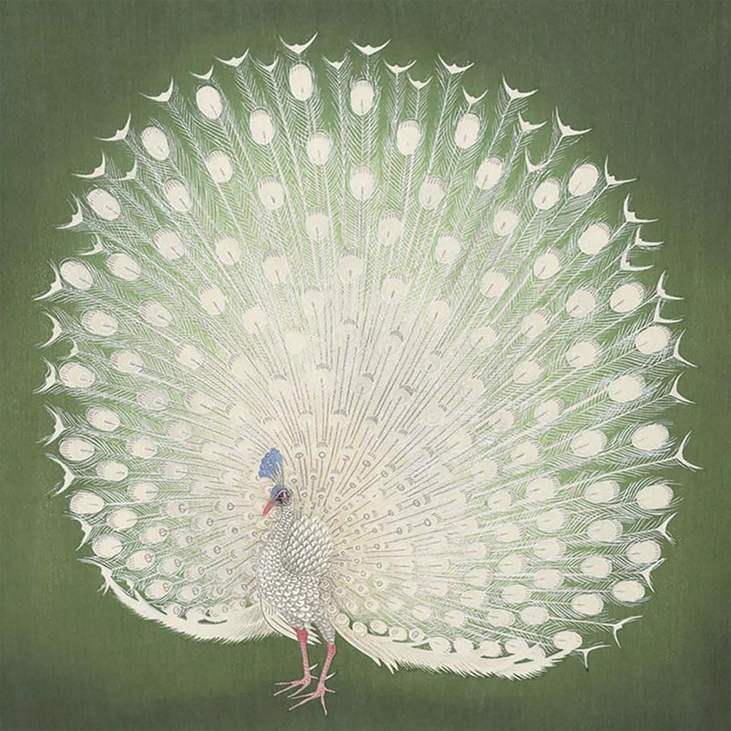 A white peacock with its tail fanned against sage green