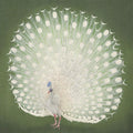 A white peacock with its tail fanned against sage green