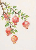 Ripe red pomegranates hanging from a leafy branch on white