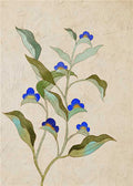 A stem of tiny blue flowers with long leaves on parchment