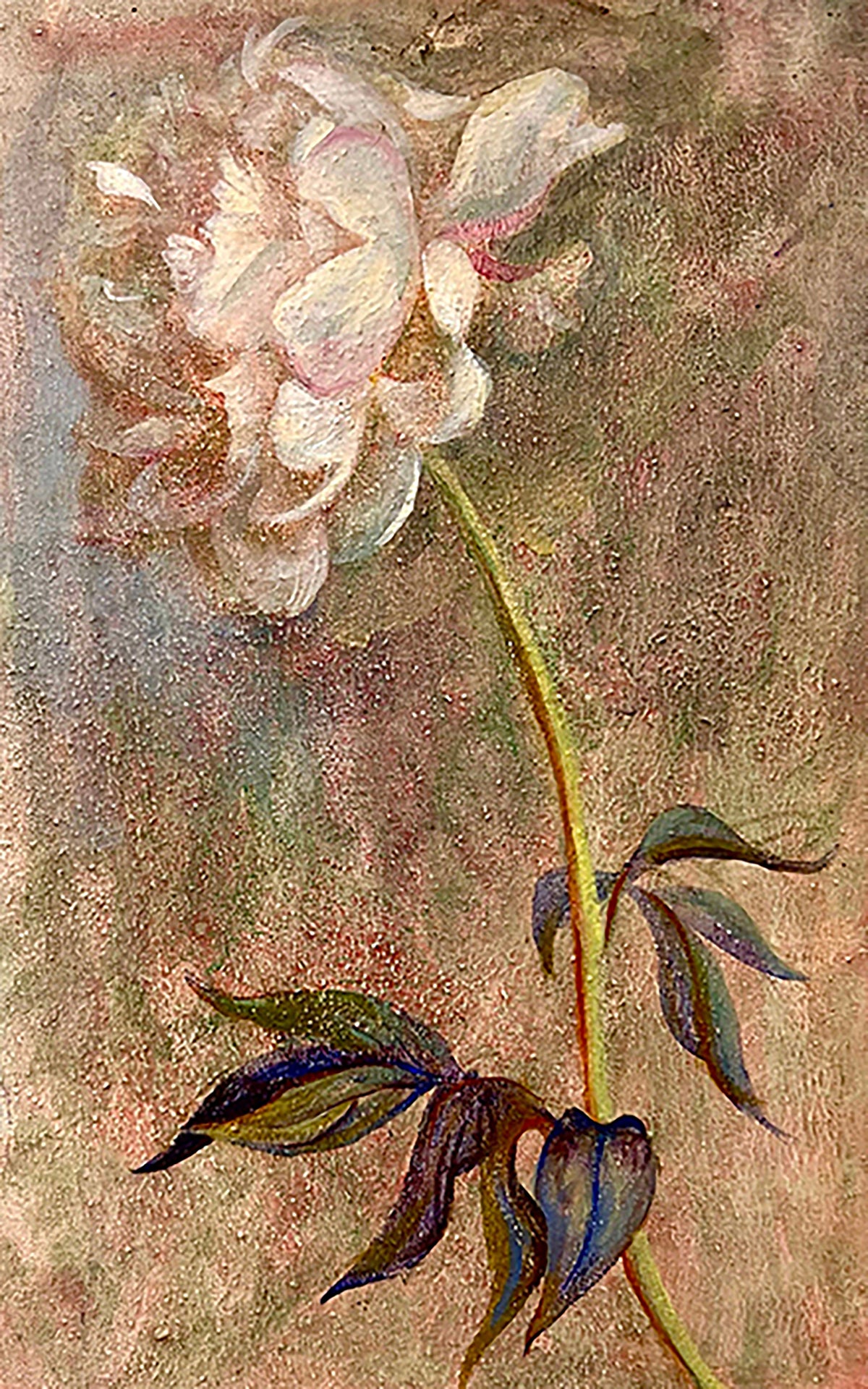 A pale peony on a long stem against a speckled ochre ground