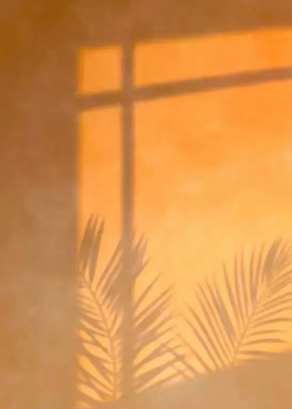 A window and palm frond shadow on a glowing orange wall