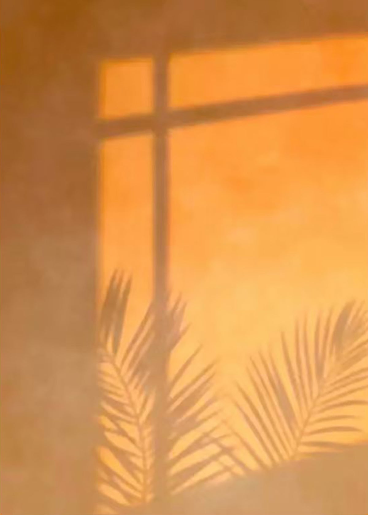 A window and palm frond shadow on a glowing orange wall
