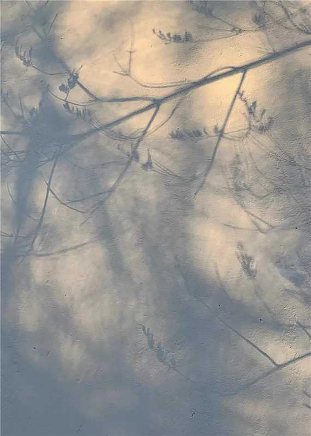 Soft tree shadows falling across a pale blue wall