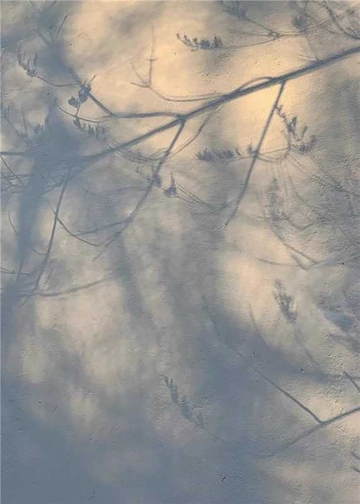 Soft tree shadows falling across a pale blue wall