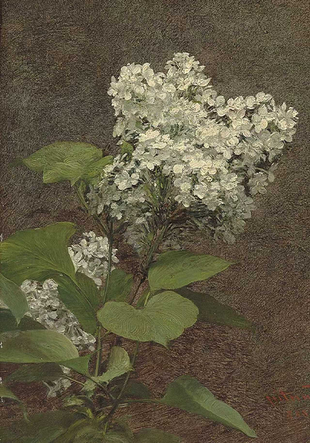 A spray of white lilac and broad leaves on dark umber