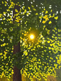 A low sun blazing through dense dabs of green and yellow leaves