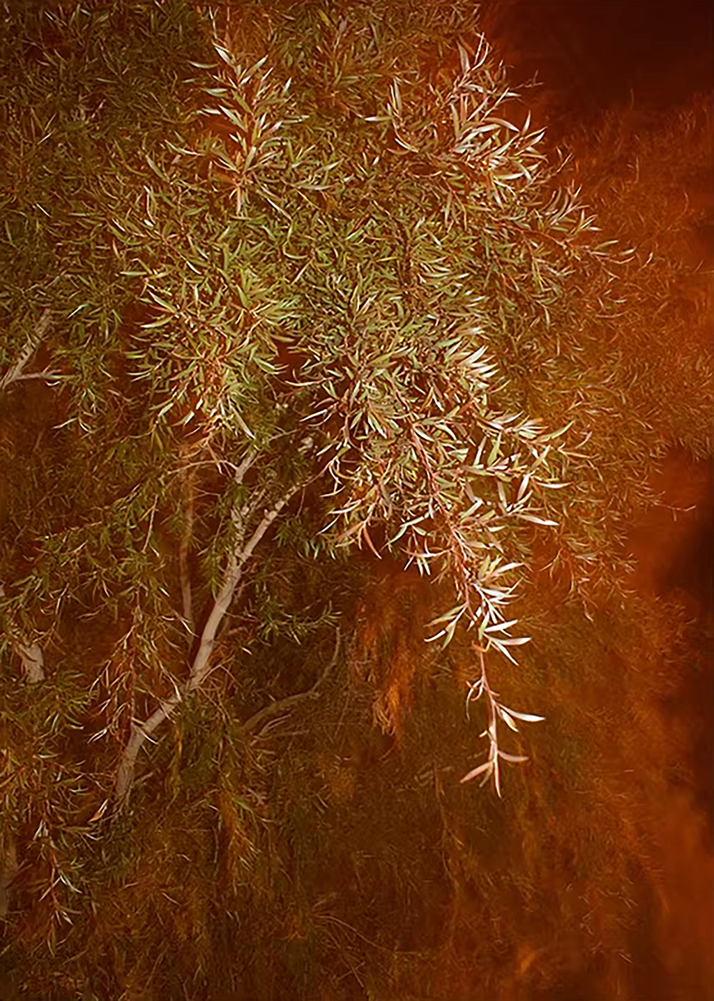 Feathery willow leaves hanging against a glowing rust background