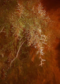 Feathery willow leaves hanging against a glowing rust background