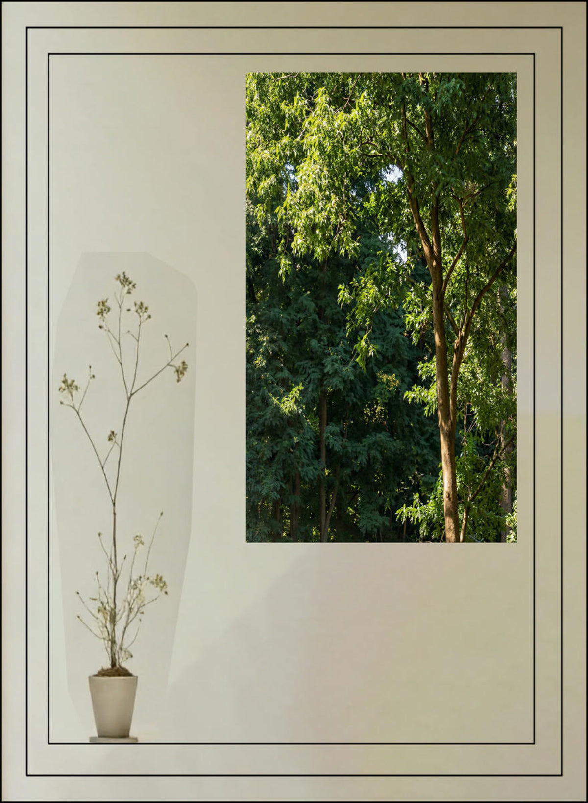 A pale wall and a sprig in a pot beside a window full of green trees