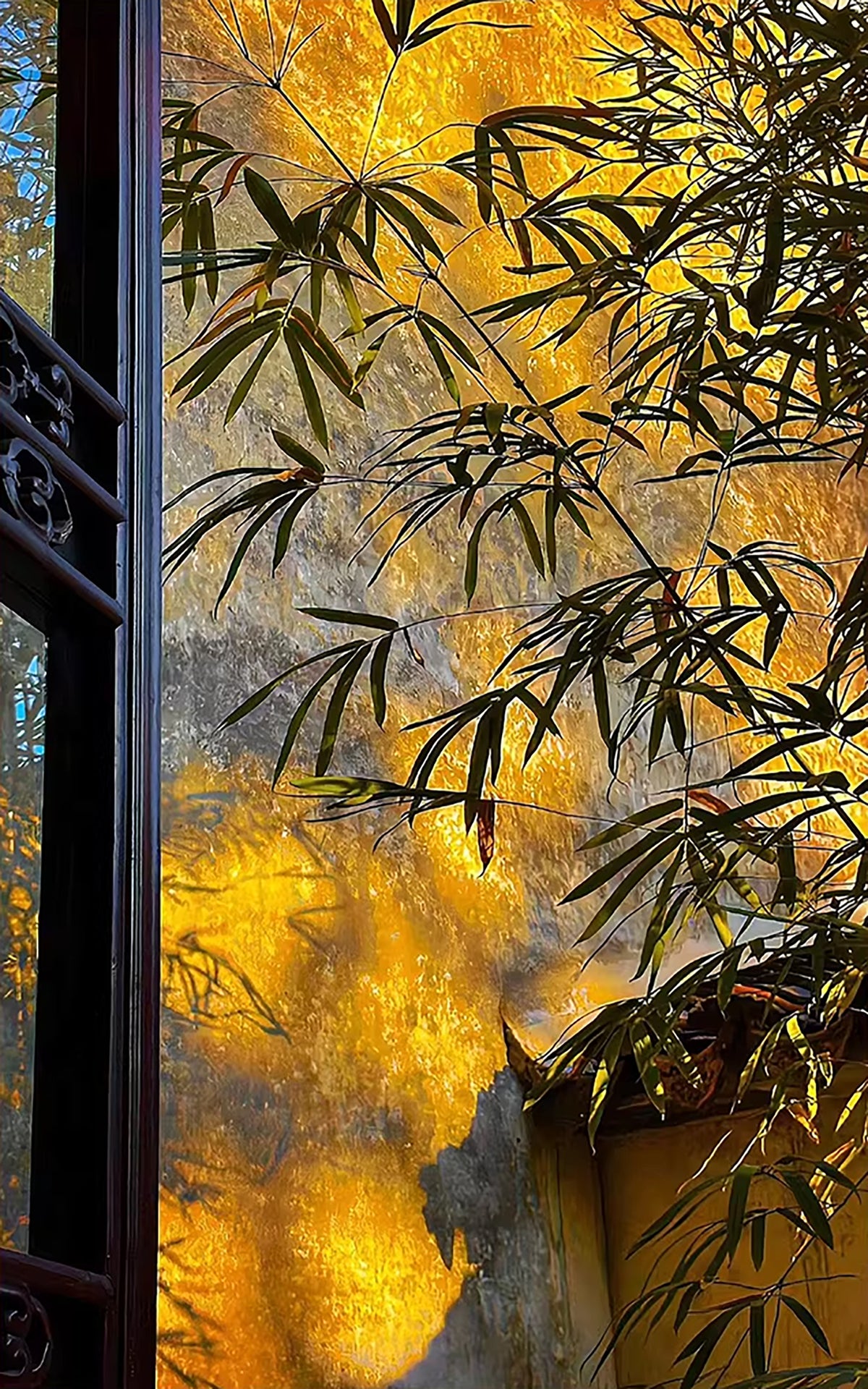 Dark bamboo leaves against a glowing gold wall by a lattice window