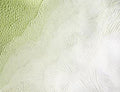 Fine shell-like textures in sage and white