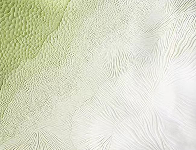 Fine shell-like textures in sage and white