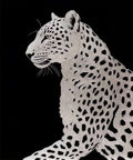 A white leopard with bold black spots against black