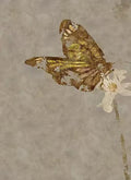 A gold-leaf butterfly and white flower on soft grey