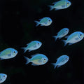 A school of bright blue fish swimming across black