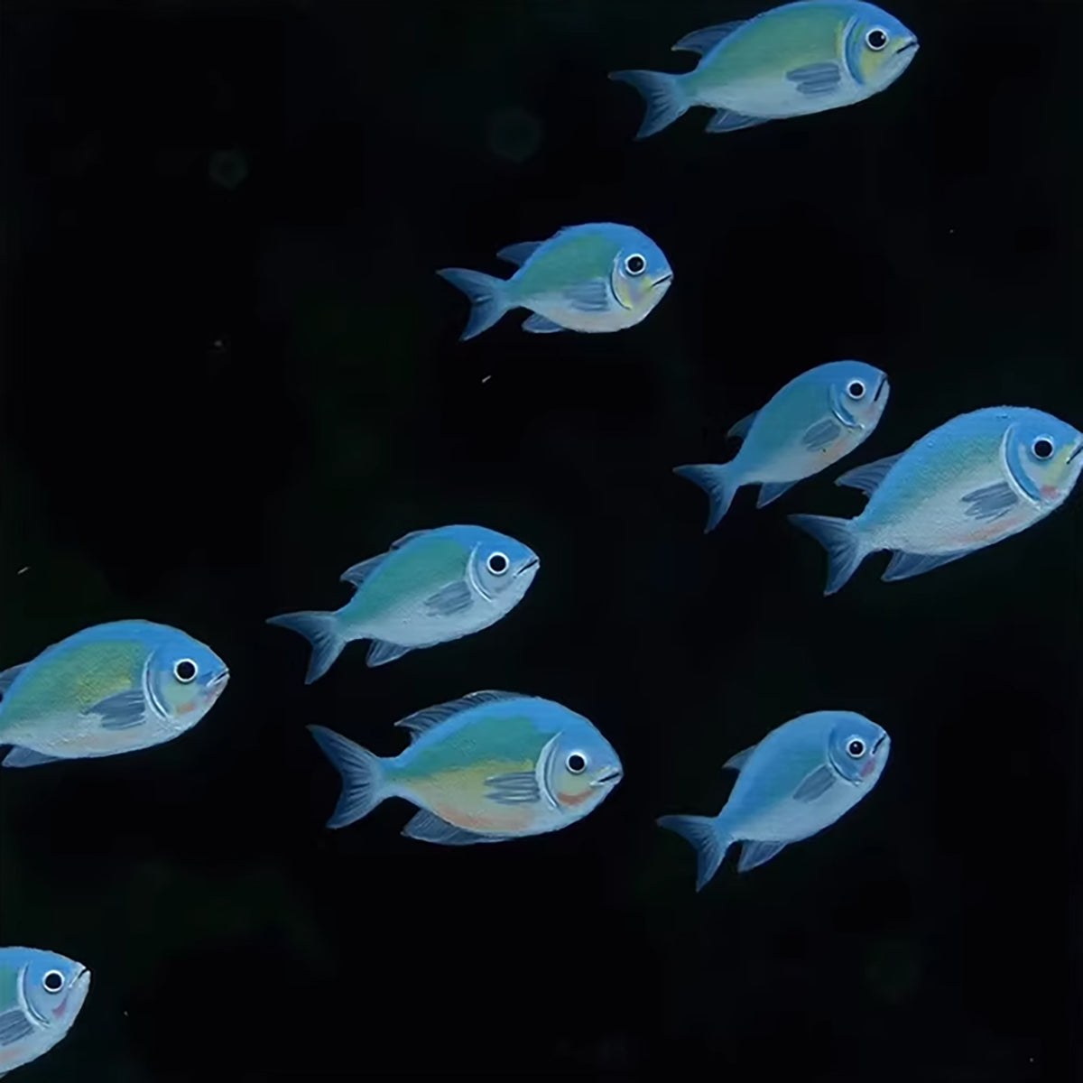 A school of bright blue fish swimming across black