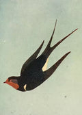 A single swallow swooping across pale grey-blue