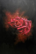 A single crimson rose emerging from black