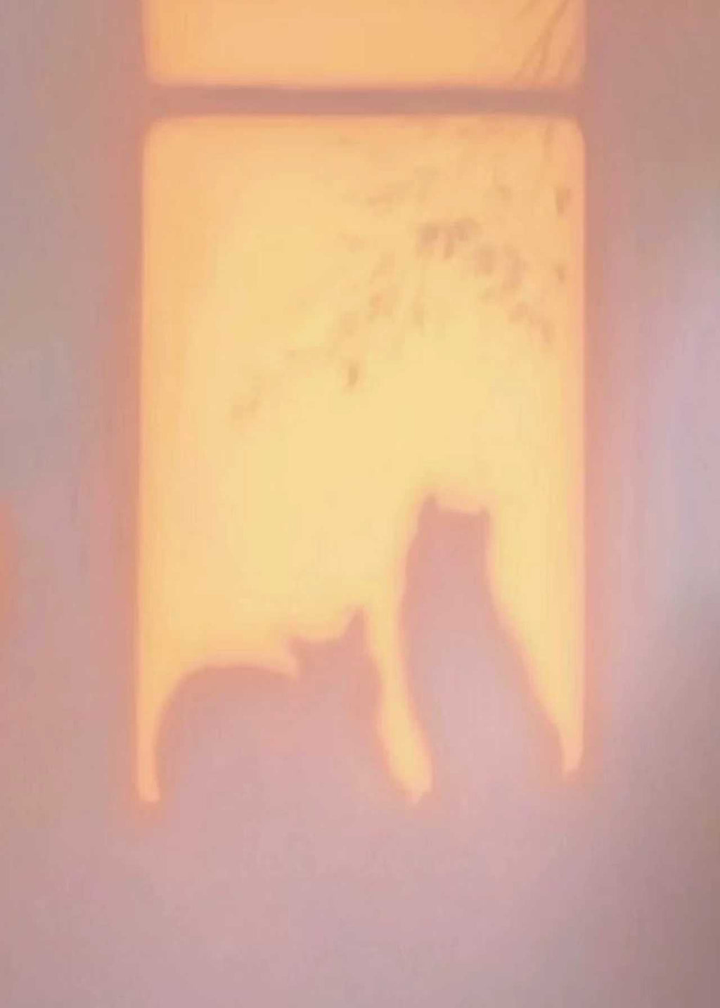 Two cat silhouettes in a glowing peach window