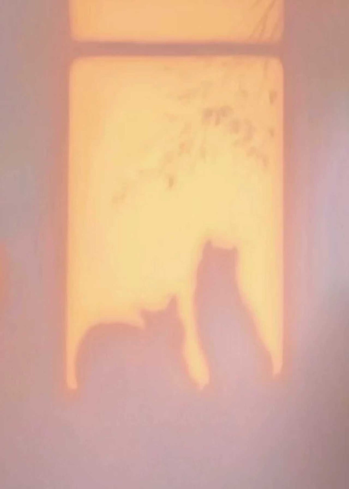 Two cat silhouettes in a glowing peach window