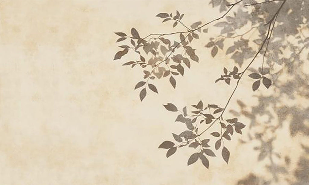 Soft leafy branch shadows across a warm cream wall