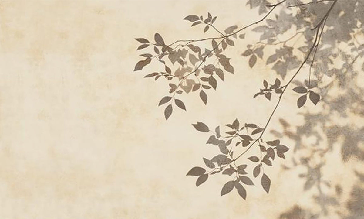 Soft leafy branch shadows across a warm cream wall