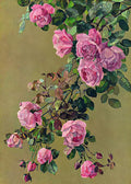 Trailing pink roses and leaves on a soft olive ground