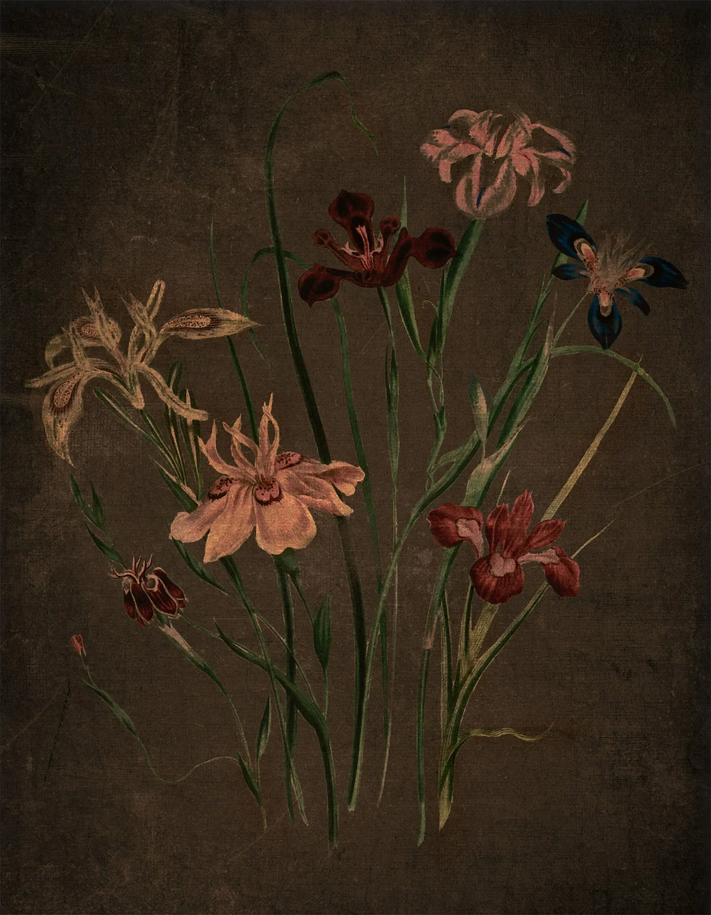 Coral and red lilies on slender stems against dark umber