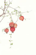 Red pomegranates hanging from a fine twig on white