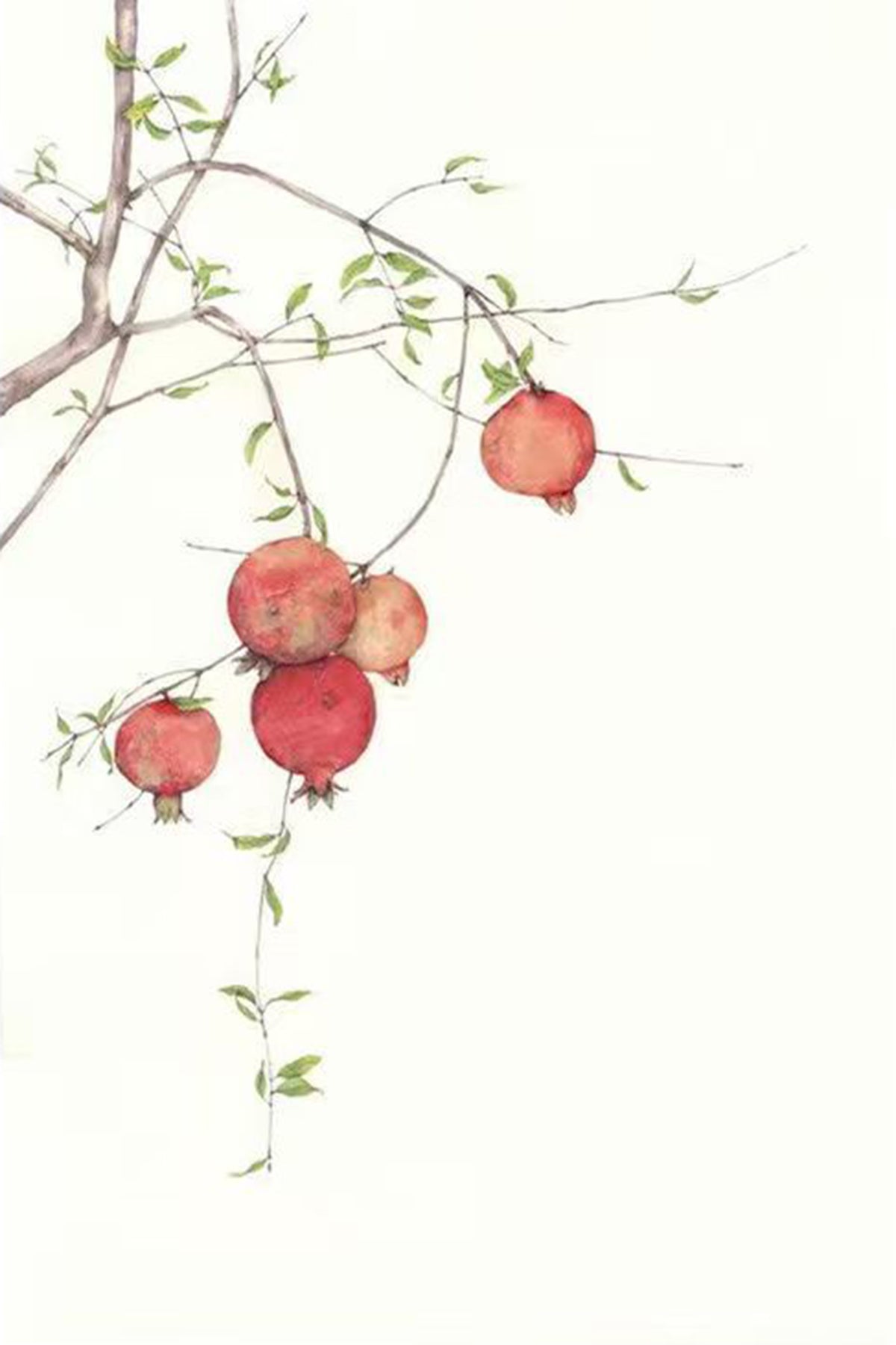 Red pomegranates hanging from a fine twig on white