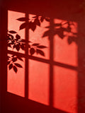 Black leaf and window shadows on a glowing red wall