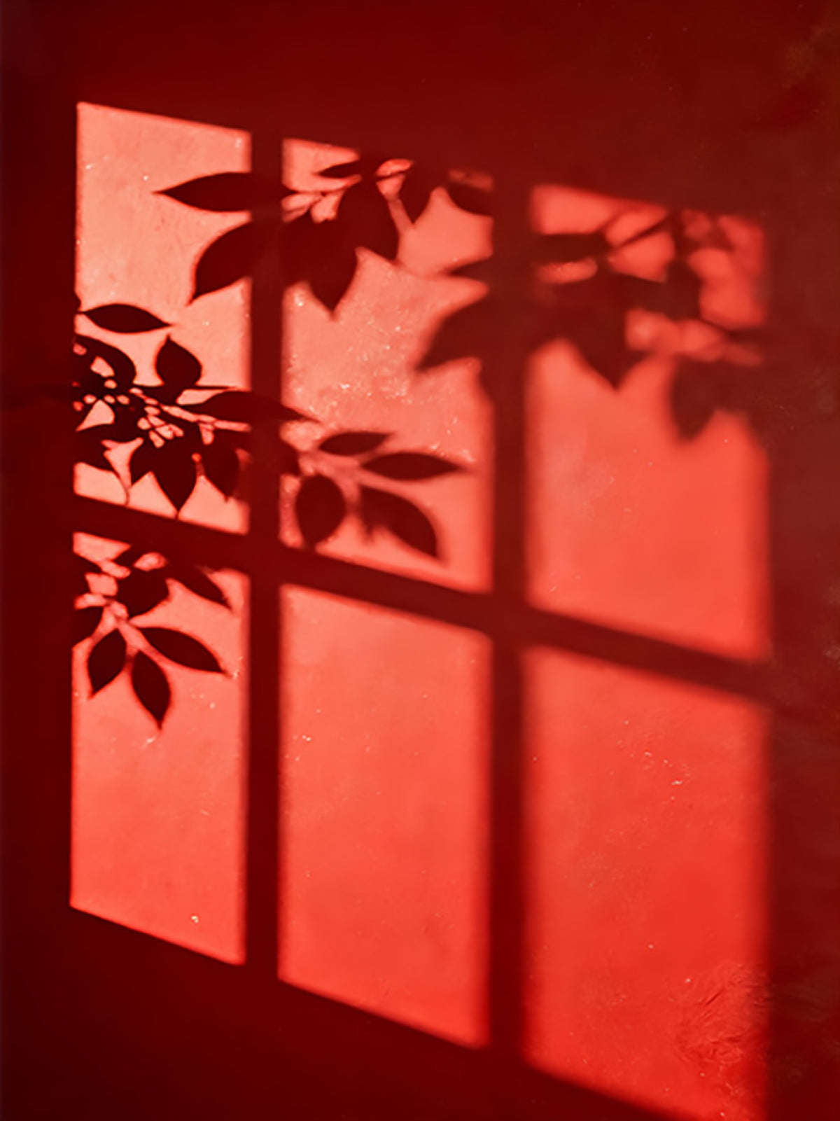 Black leaf and window shadows on a glowing red wall