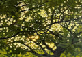 Sunlight glittering through a dense green tree canopy