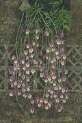 Trailing lilac orchids hanging over a dark green trellis