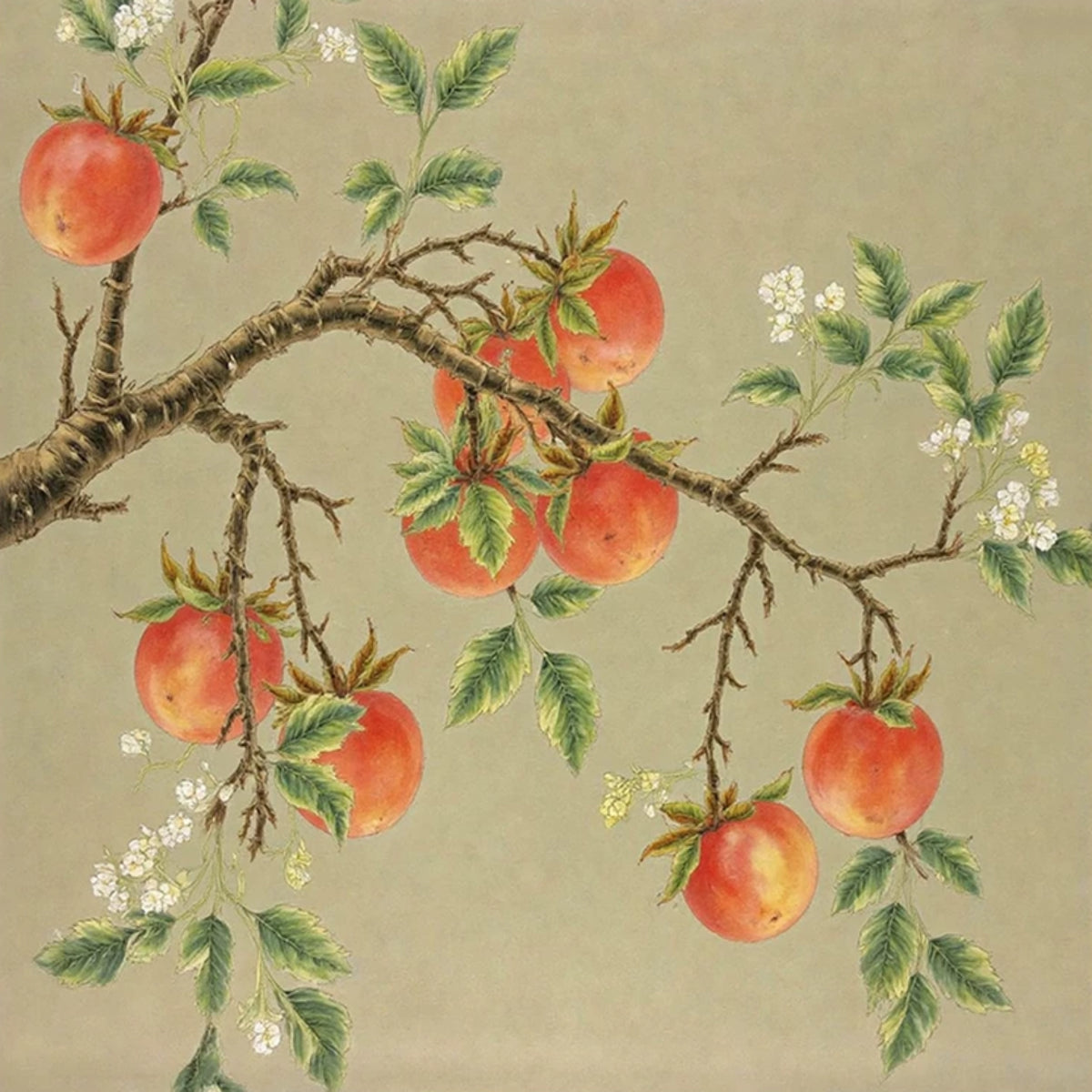 Ripe red pomegranates on a branch with white blossoms on sage