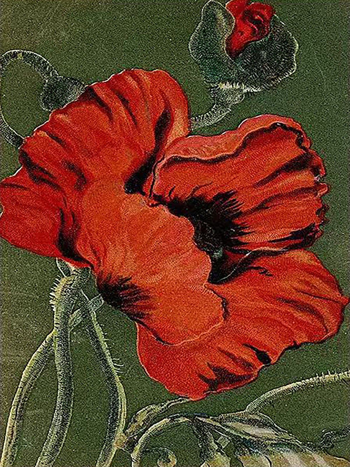 A bold red poppy and buds against deep green
