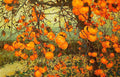 Branches heavy with orange persimmons in soft autumn light