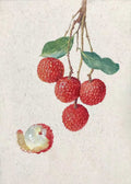 A cluster of red lychees hanging from a fine stem, one peeled