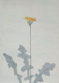 A single yellow flower and its grey leaves on pale grey