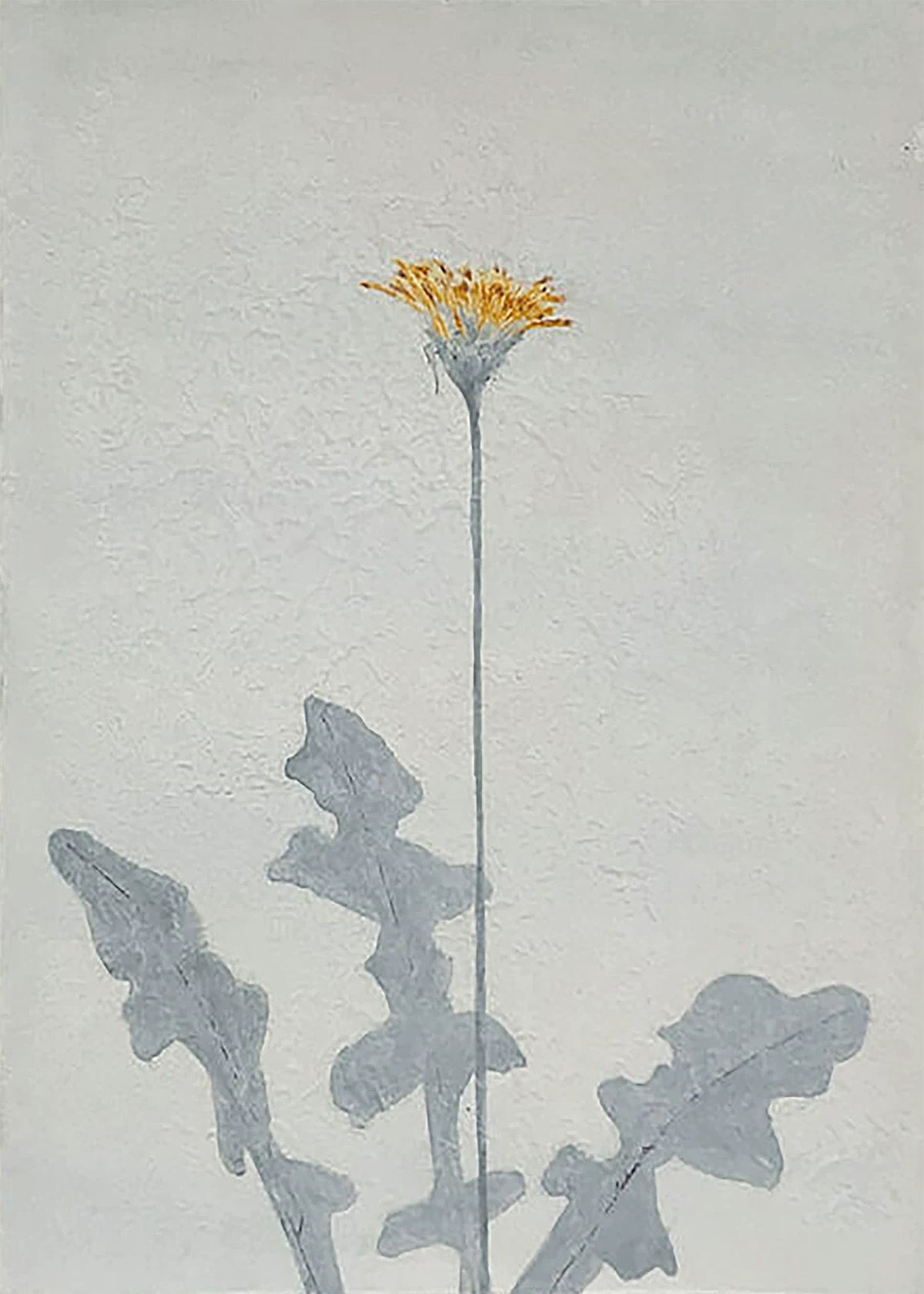A single yellow flower and its grey leaves on pale grey