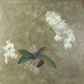 A white orchid spray rising from its pot over an olive ground