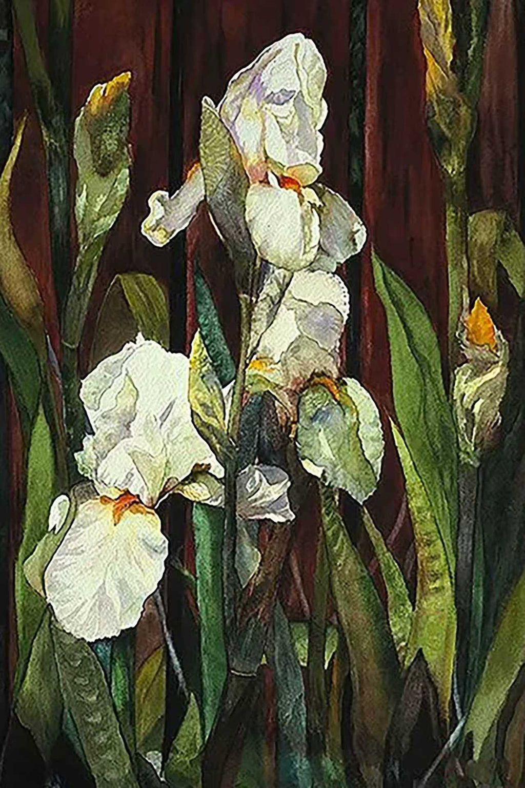 White irises with long green leaves against a dark ground