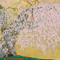 A weeping cherry tree in full pink bloom against a gold ground