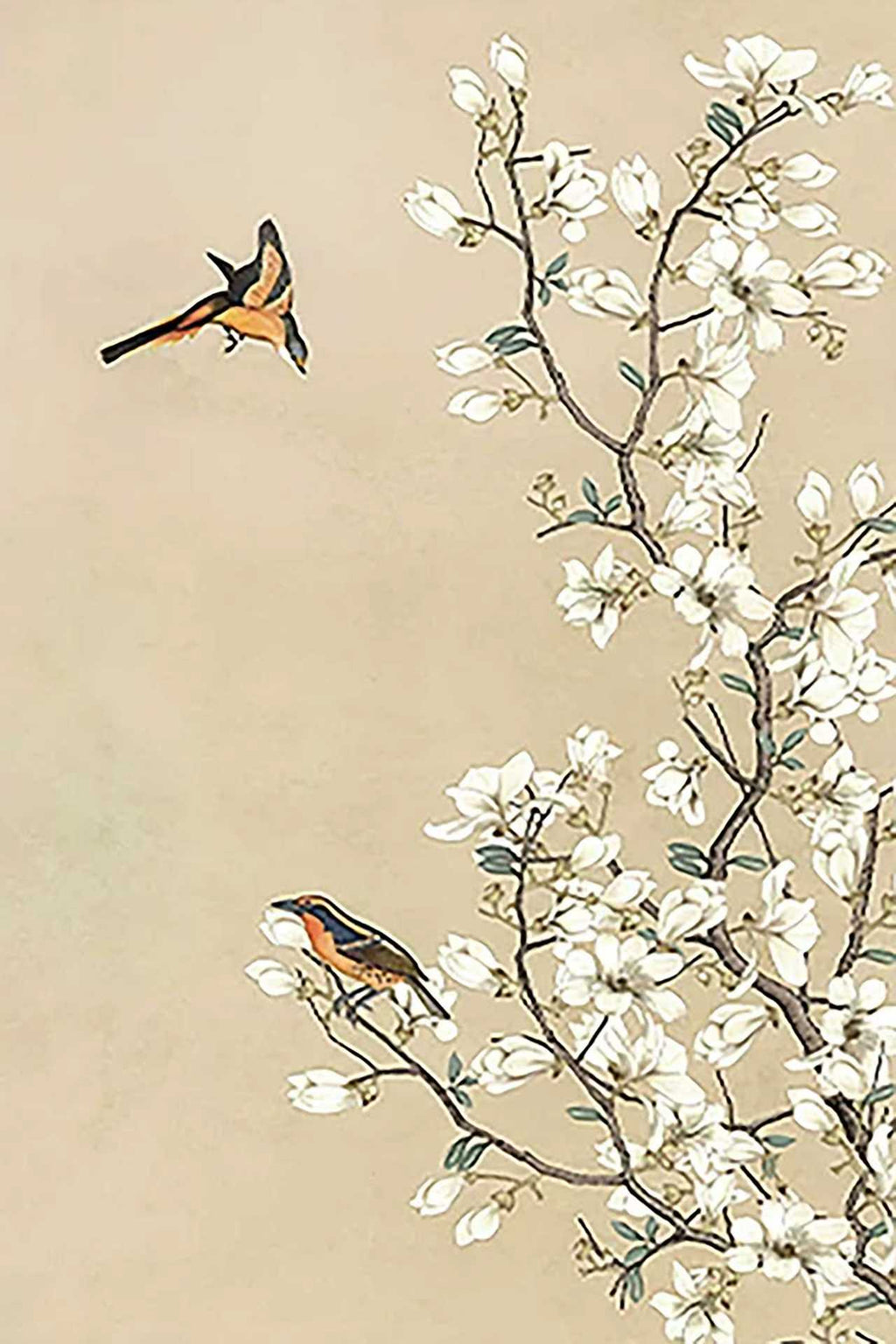 Two orange-breasted birds beside a branch of white blossoms