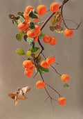A bird flying beside a branch heavy with orange persimmons